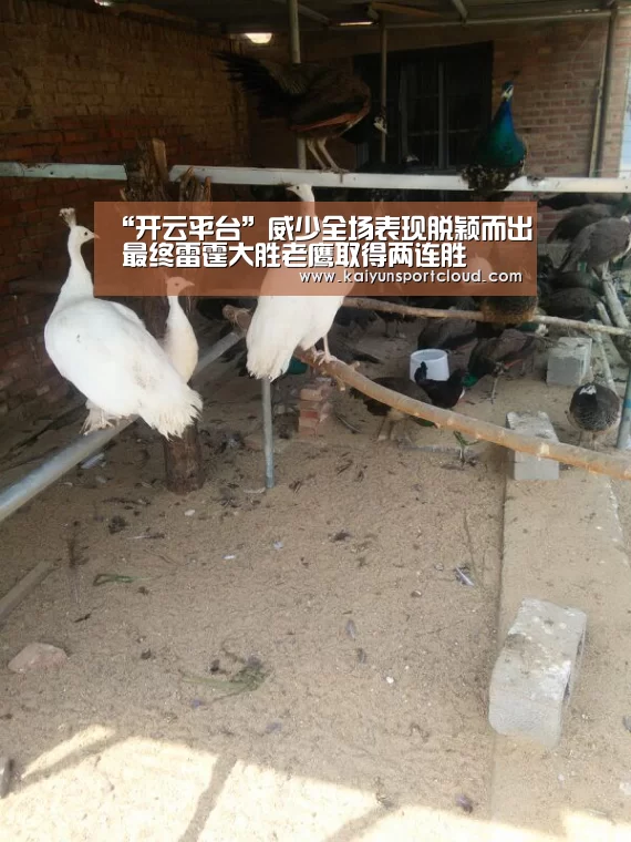 开云赛事